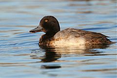 Lesser Scaup